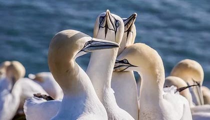 1388开奖网-足协评议：西海岸vs国安高迪踩踏侯森犯规，进球无效判罚正确